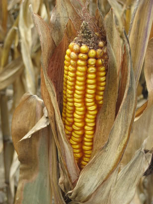 The History of Corn & Vitamin B Deficiency (Pellagra) — Cooking God's Way